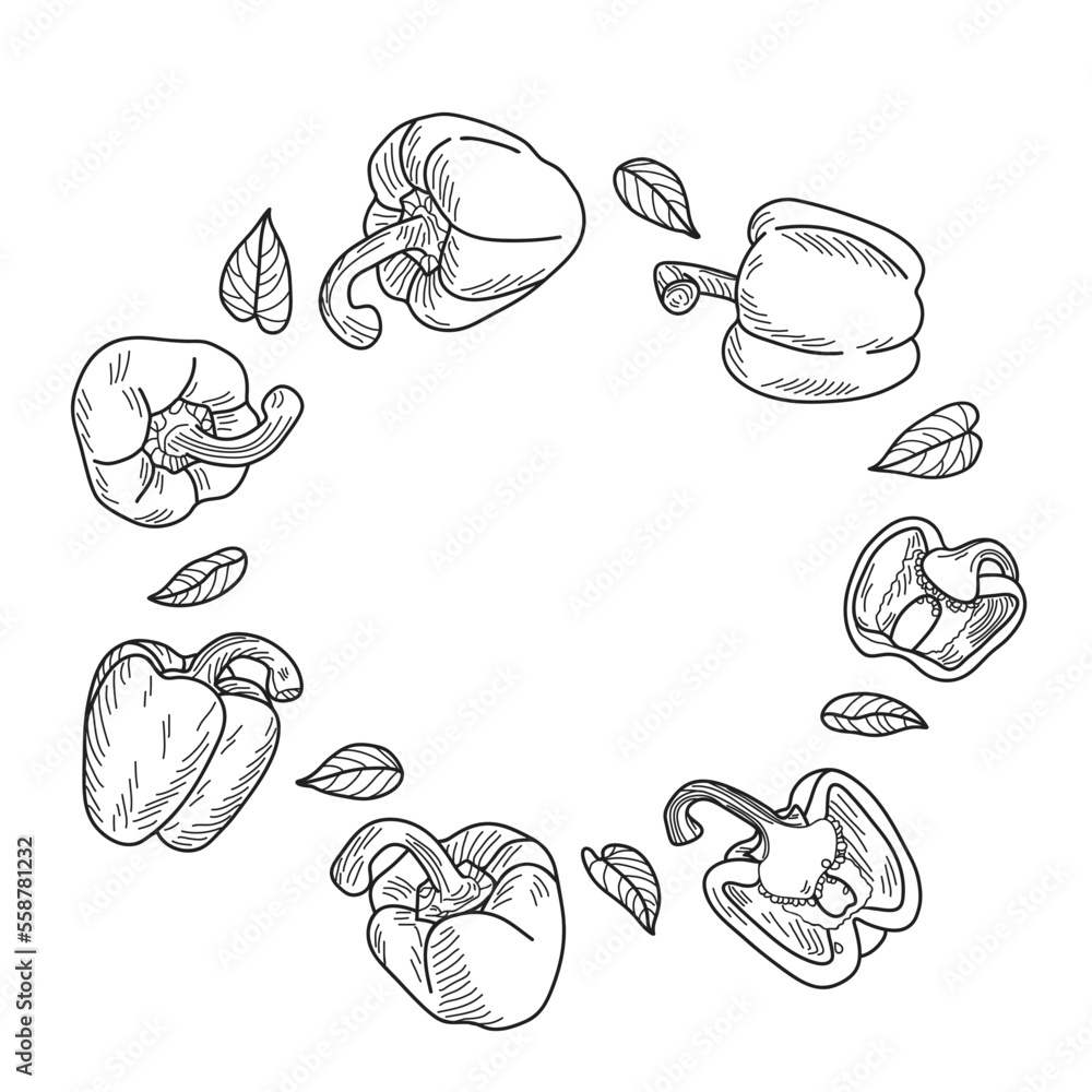 Sweet pepper or paprika set. Vector illustration in the form of a sketch. Sweet pepper or paprika set. Vector illustration in the form of a sketch.
