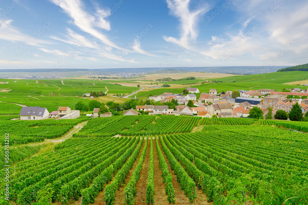 vineyard in Erpenay