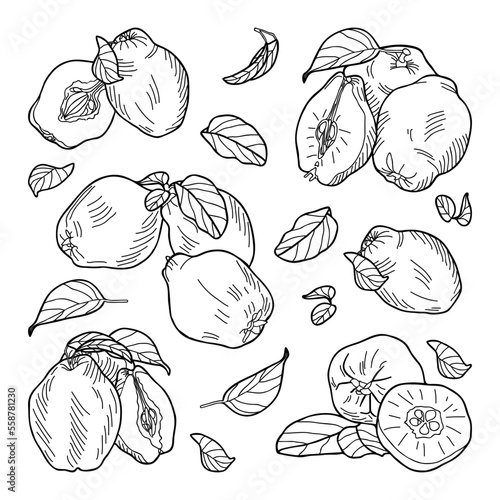 Composition of quince fruits: whole, halves, leaves. Hand-drawn vector illustration. photo