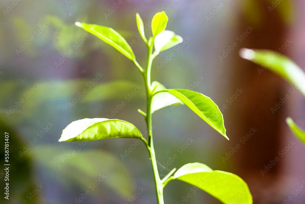Obraz premium Green tea bud and fresh leafs of orange or lemon tree on blurred natural background in summer garden. Little potted citrus tree close-up. Tea plantation. Place for text, copy space. Macro photography.