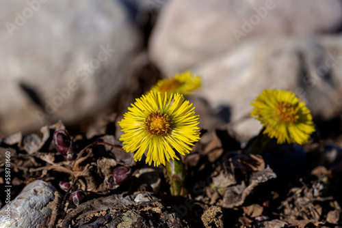 Medicinal plant coltsfoot (Tussilago) with yellow flowers grows close-up