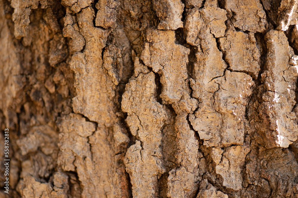 Up-Close Photo Of Oak Tree Bark. Up-Close Photo Of Oak Tree Bark.