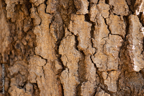 Up-Close Photo Of Oak Tree Bark.