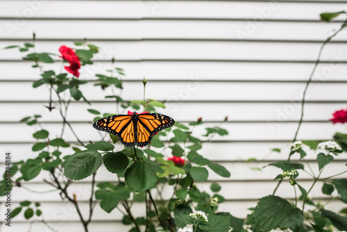 Monarch butterfly on rosebush against white wall with open wings photo