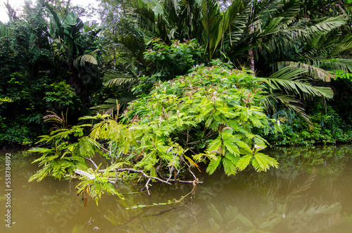 Neptunia in the Tortuguero National Park. Costa Rica photo