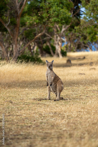 Portrait of a young kangaroo in dry grass in South Australia