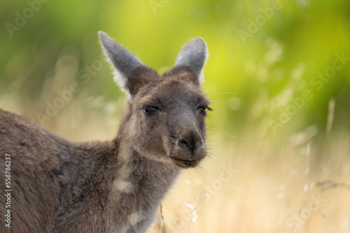 Close up of a kangaroo in South Australia