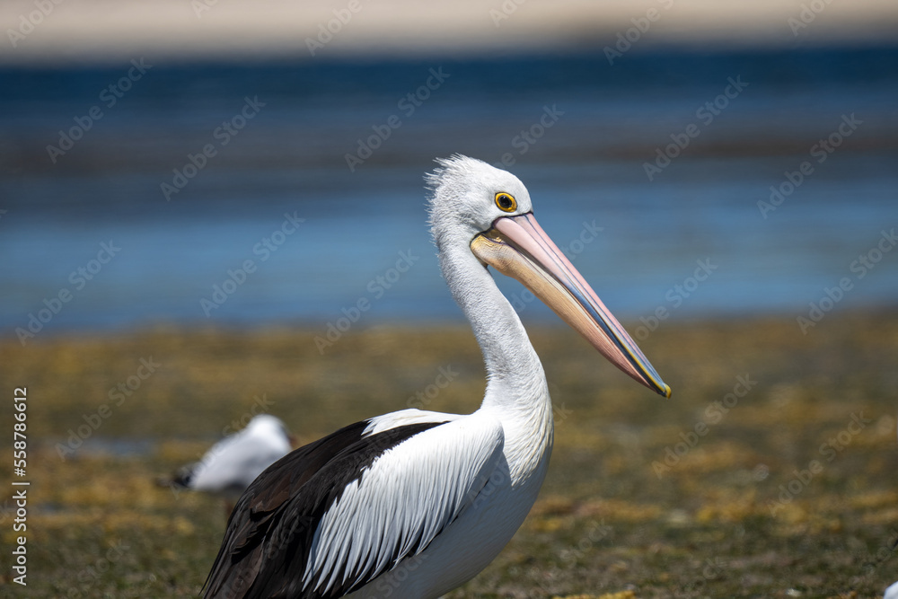 A Pelican bird in Australia at American River on Kangaroo Island A Pelican bird in Australia at American River on Kangaroo Island