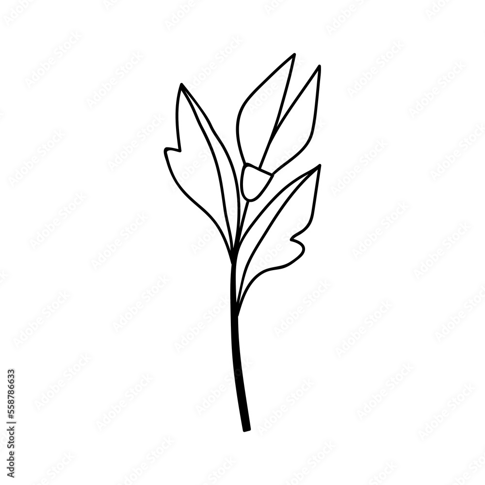 Single hand drawn flower. Vector illustration in doodles style. Isolate on a white background.