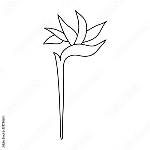 Single hand drawn strelitzia. Vector illustration in doodle style. Isolate on a white background. photo