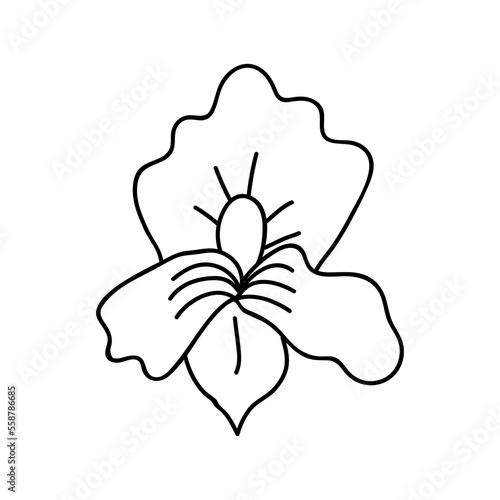 Single hand drawn orchid flower. Vector illustration in doodles style. Isolate on a white background.