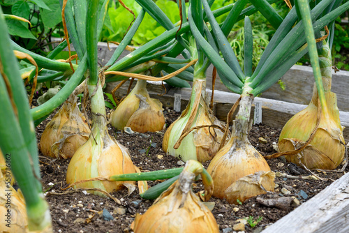 Raw white onions with long thick green stalks attached to the bulb. The bottom of the onions has long thin dried roots. The bulbs are pure white papery skin, sweet, and mild white flesh. photo