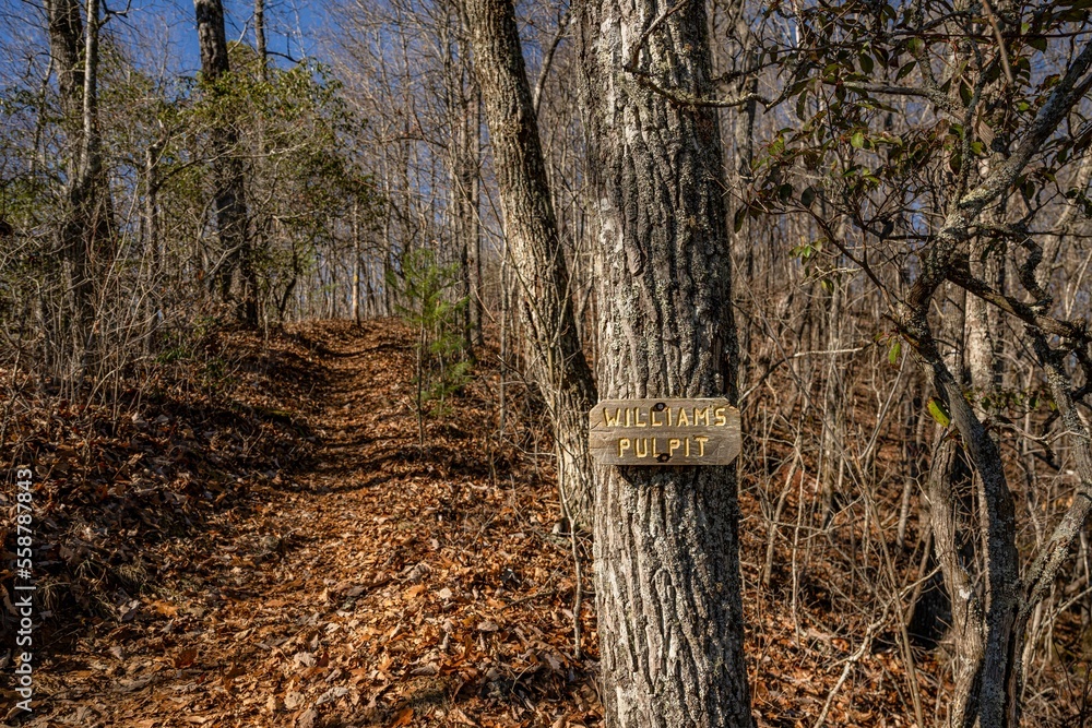 Fototapeta premium bartram trail