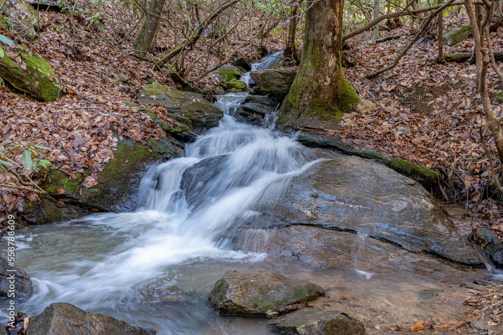 Naklejka premium bartram trail