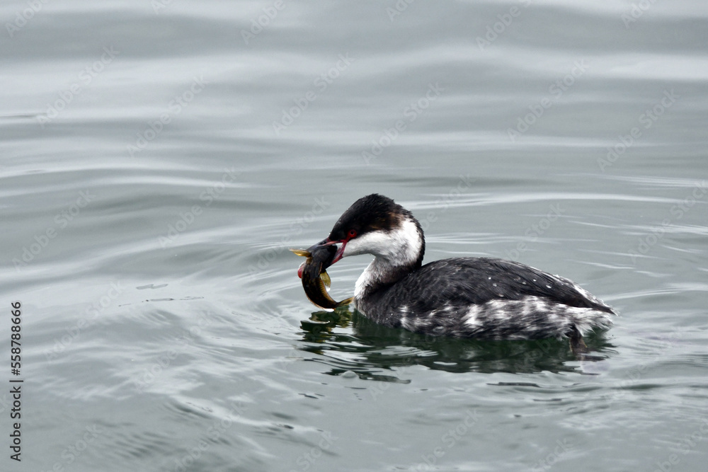 Fototapeta premium Horned Grebe Duck with winter colors floating on lake catches a fish and carries it in its beak