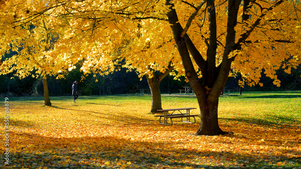 A woman walking on a public park with autumn leaf colour A woman walking on a public park with autumn leaf colour