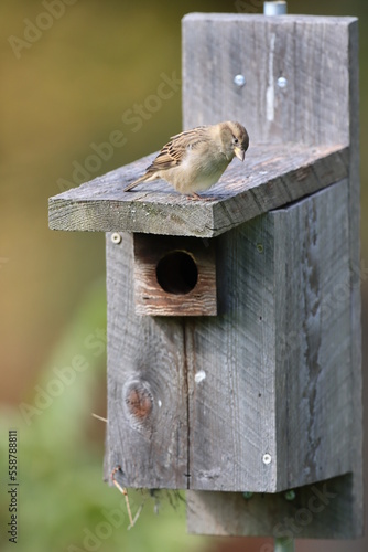 A female house sparrow checking out a bluebird box