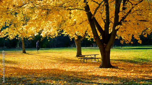 A woman walking on a public park with autumn leaf colour