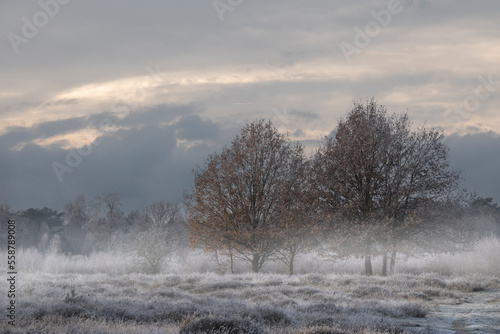 Winter forest with frost on the trees and the ground and fog in the air © britaseifert