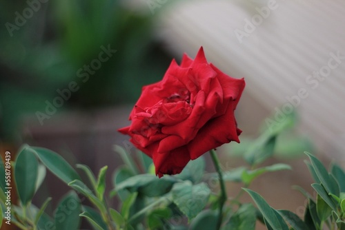 red rose in the garden