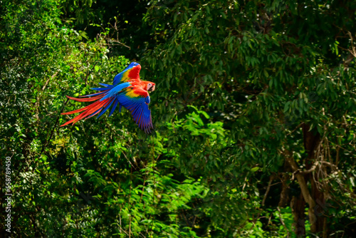 Red blue macaw parrot flying on natural forest background