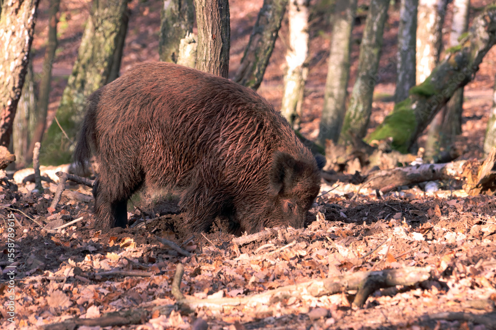 Wildschweine (Sus scrofa) in einem Tierpark Wildschweine (Sus scrofa) in einem Tierpark