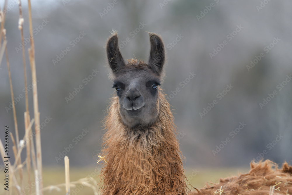 Close up portrait of a llama dark gray face with brown body