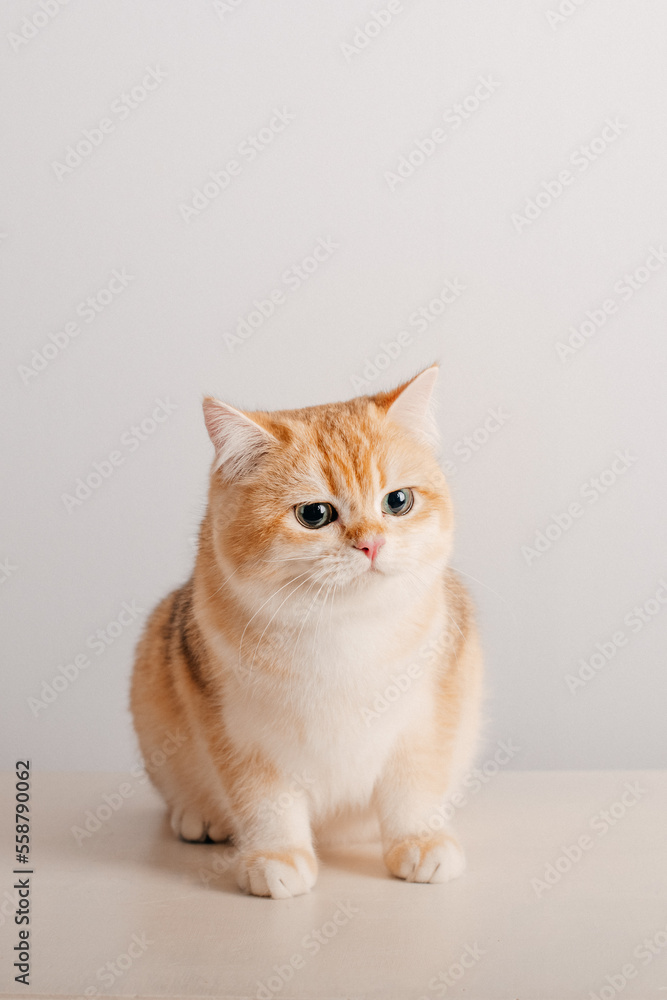 Portrait einer Katze vor weißem Hintergrund Portrait einer Katze vor weißem Hintergrund