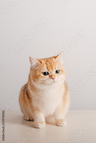 Portrait einer Katze vor weißem Hintergrund