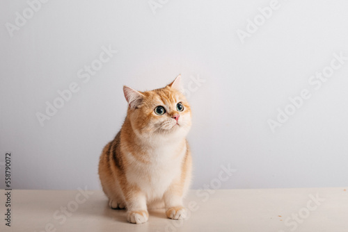 cat on white background, space for text for your design 