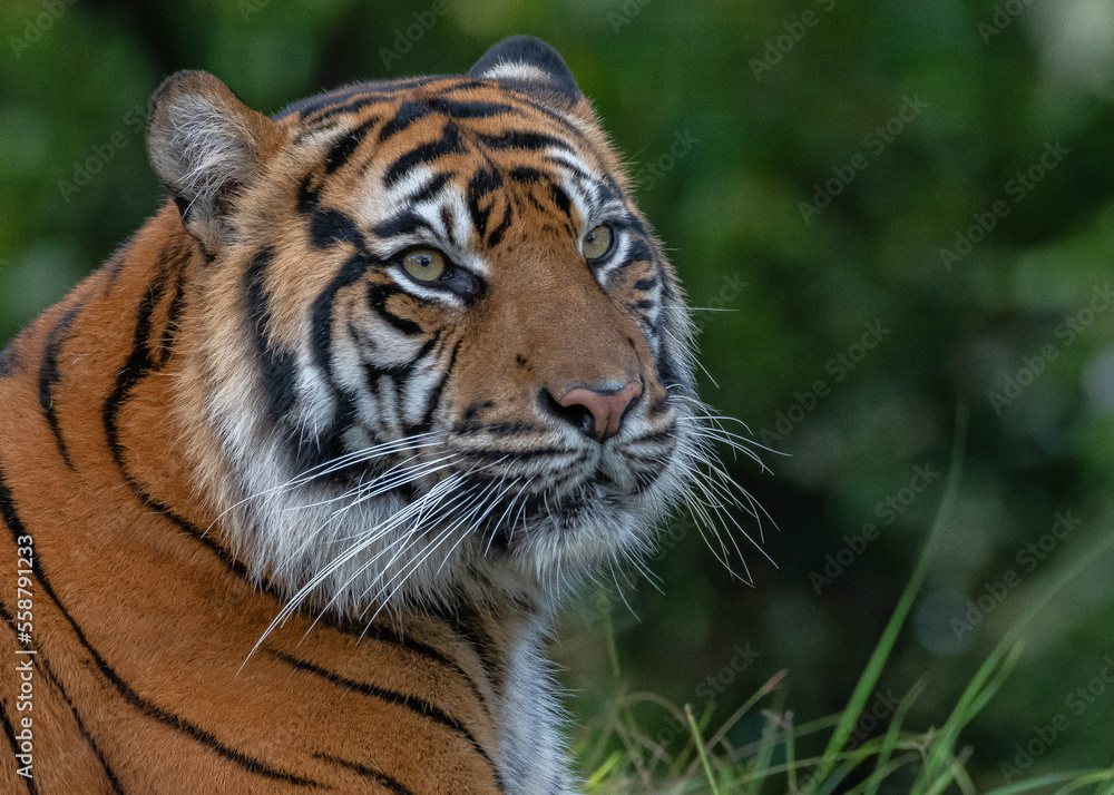 Fototapeta premium tiger in the zoo