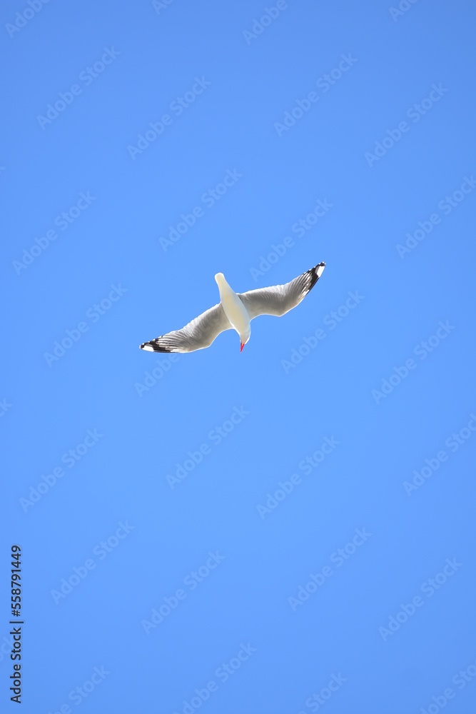 Red billed seagull with spread wings on blue sky background. Location: New Zealand Red billed seagull with spread wings on blue sky background. Location: New Zealand