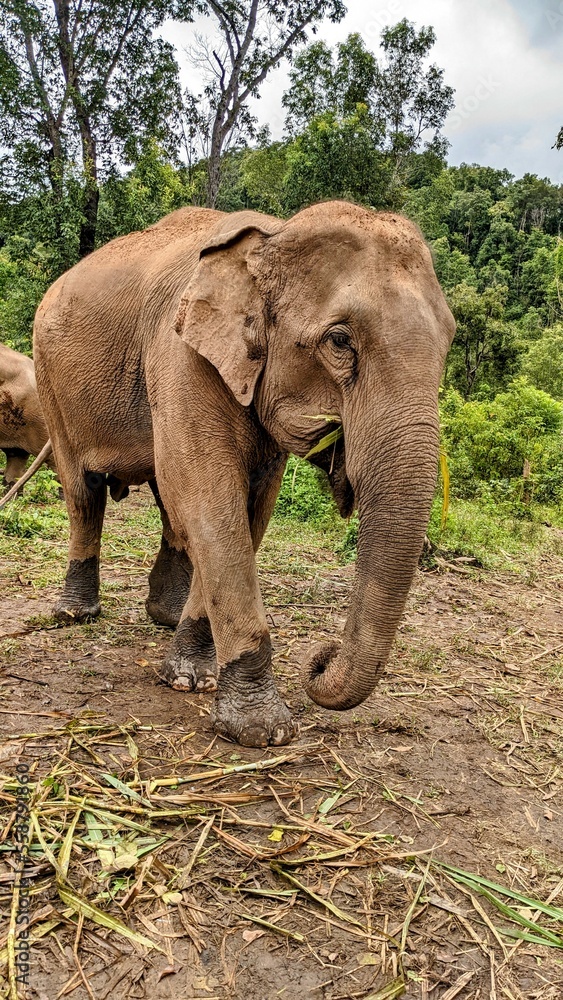 Fototapeta premium Elephants in Thailand Rainforest