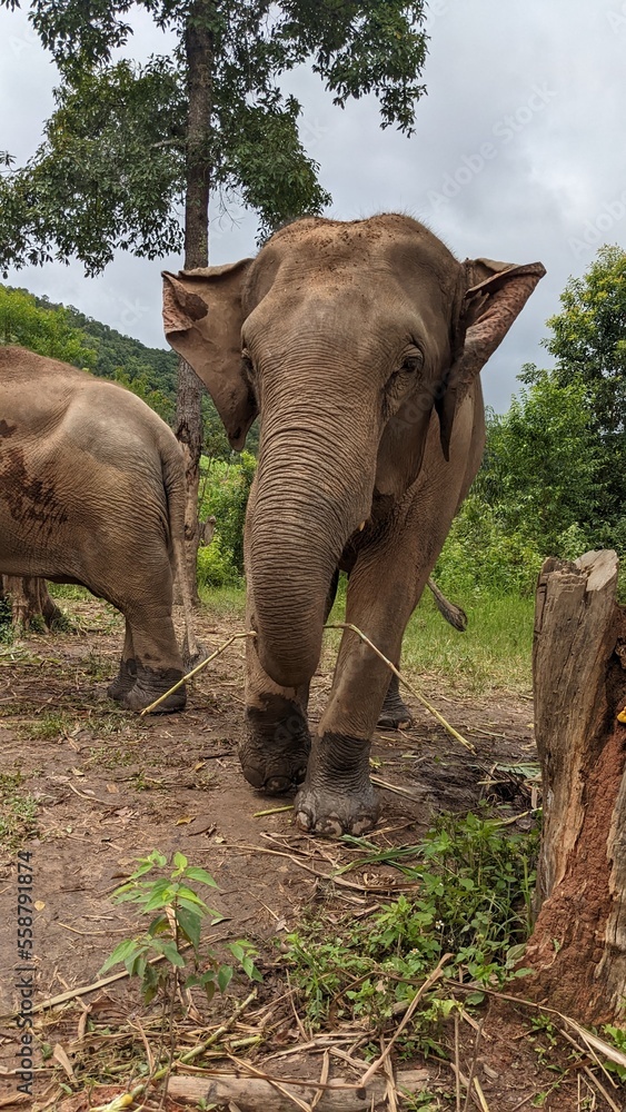 Elephants in Thailand Rainforest