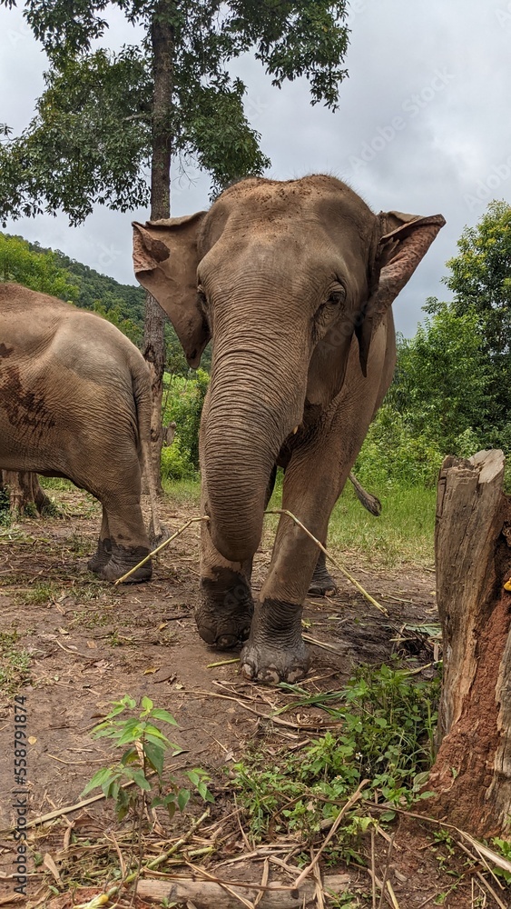 Fototapeta premium Elephants in Thailand Rainforest