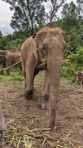 Elephants in Thailand Rainforest photo