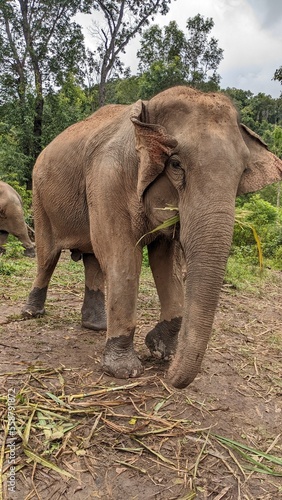 Elephants in Thailand Rainforest