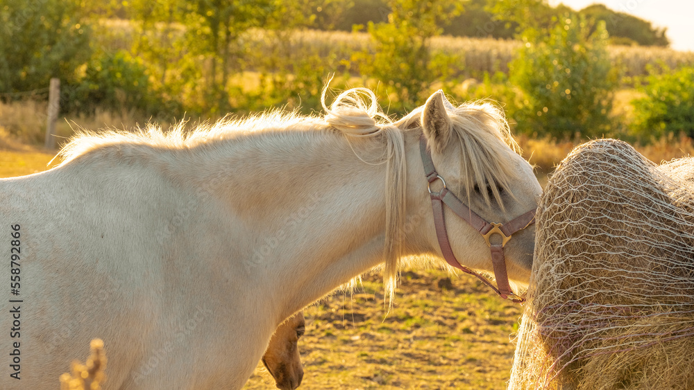 Horse portrait at sunset.Farm animals.White horse with white mane close