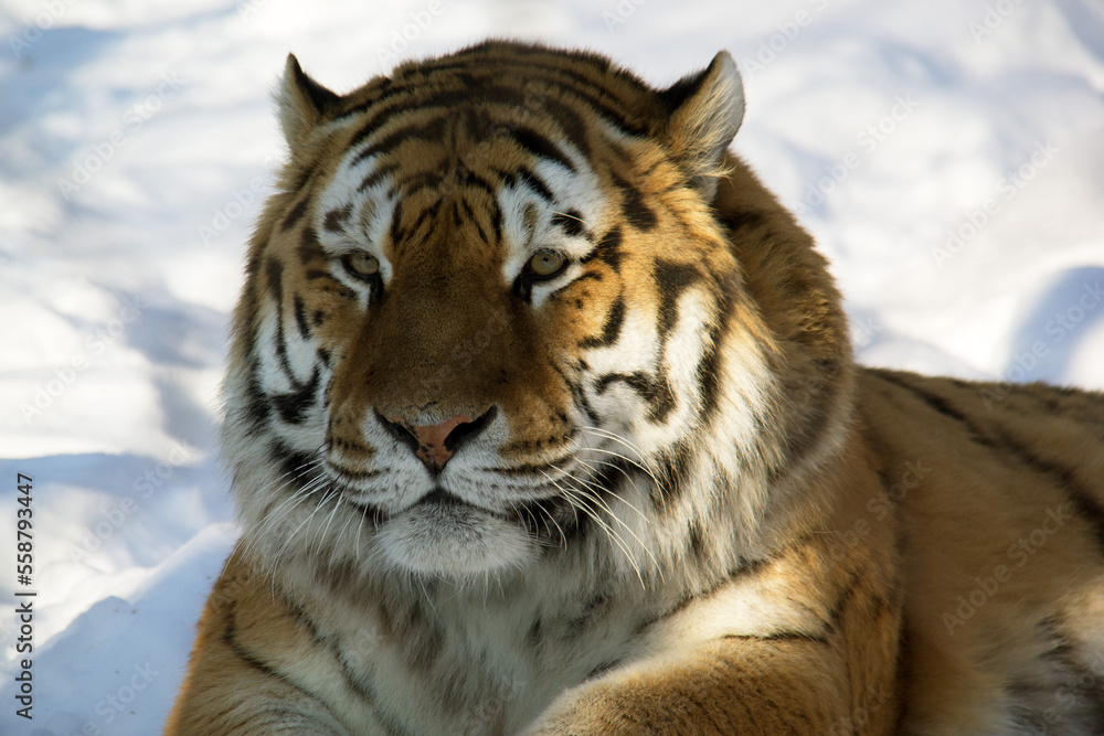 Fototapeta premium tiger in the snow