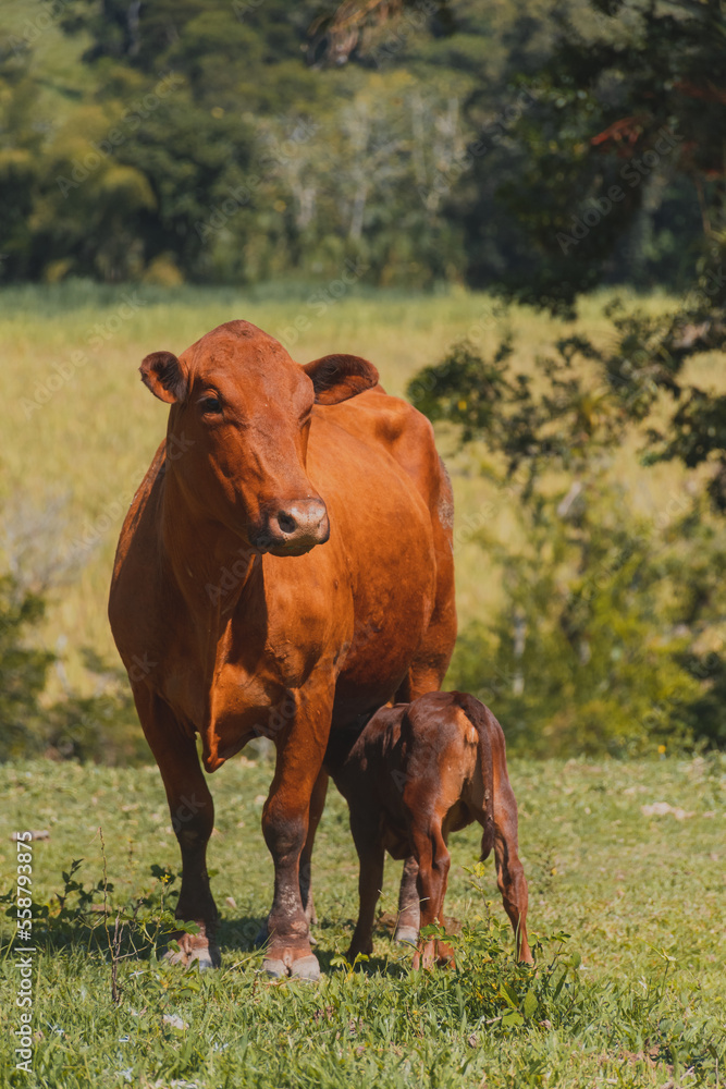 Cow Cow