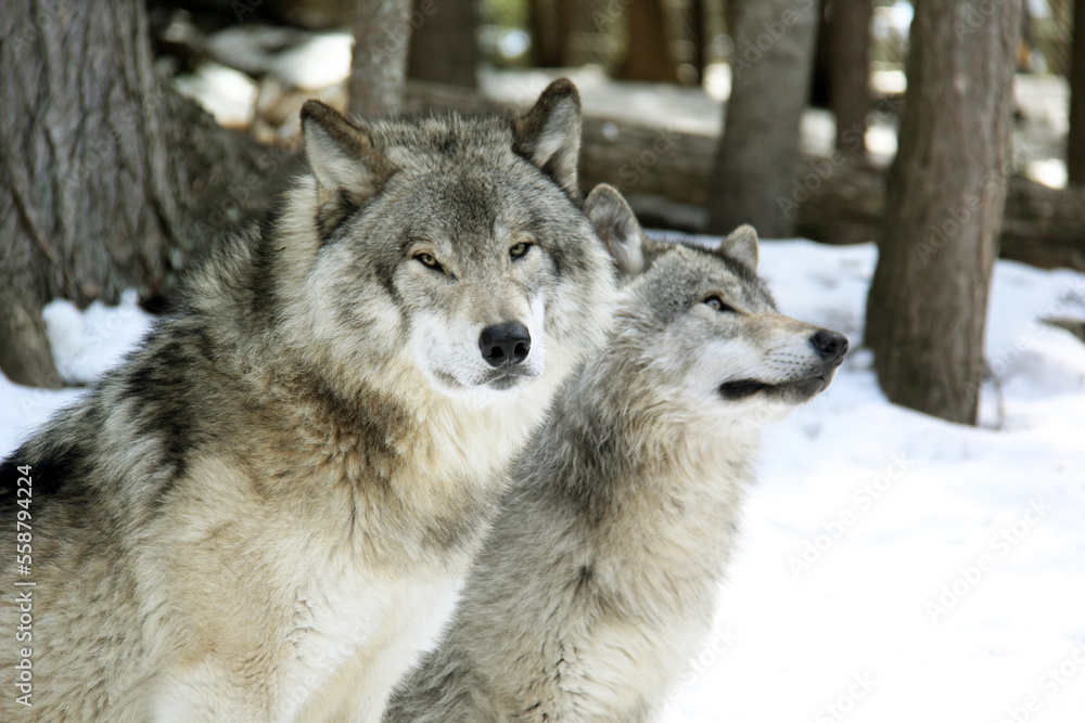 A group of grey wolves standing in snow