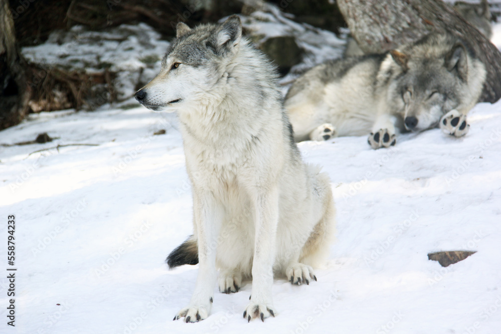 Fototapeta premium Amazing white wolf standing in snow with a sleepy wolf on backgroung