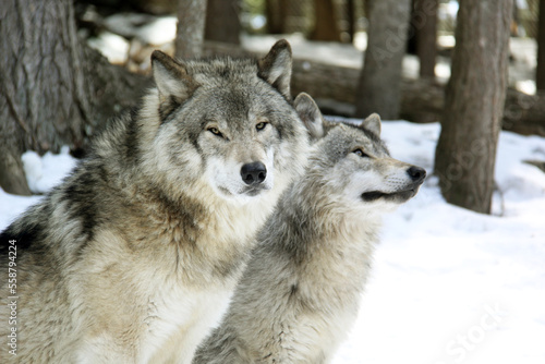 A group of grey wolves standing in snow © SofotoCool