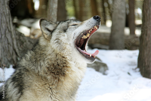 Grey wolf in snow ; Wolf yawning ; close up a a wolf