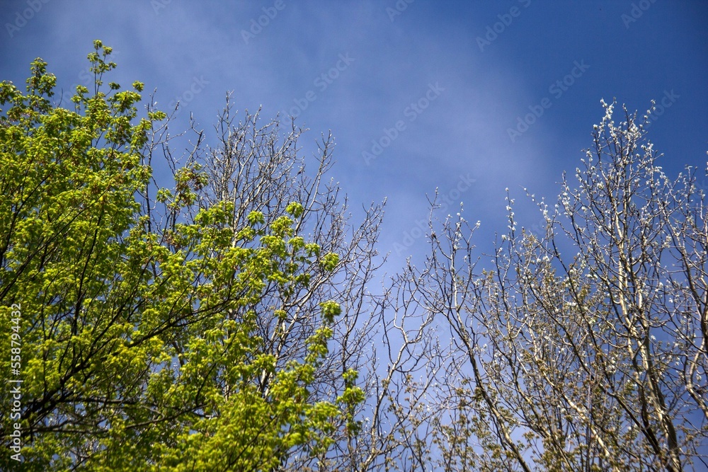 Obraz premium branches against blue sky