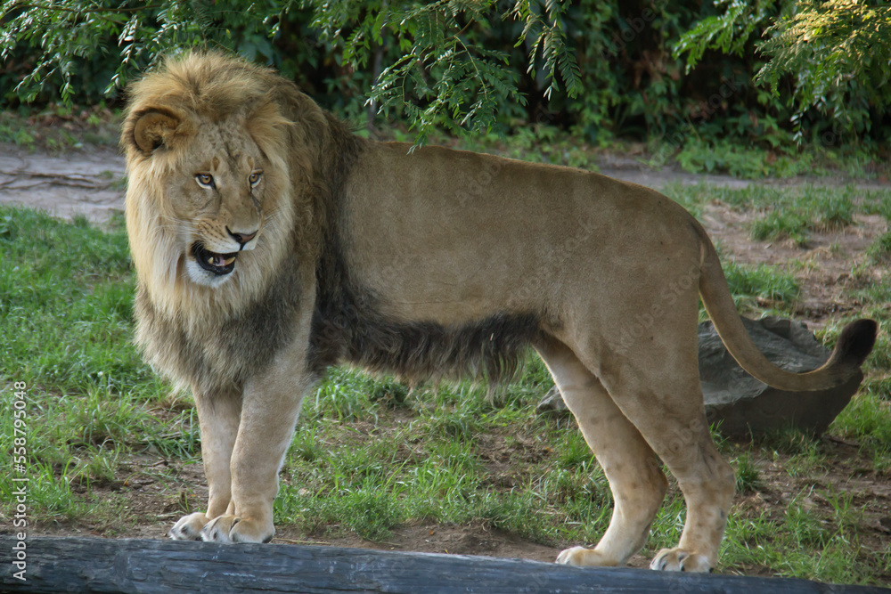 Obraz premium lion in the grass