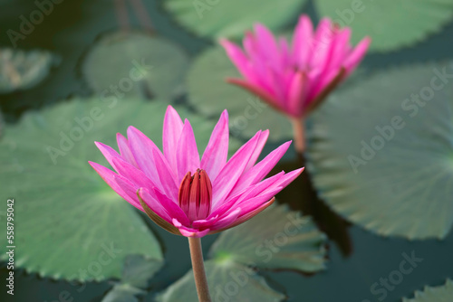 The lotus that emerges from the water. There are leaves on the surface of the water. The pink lotus flower blooms beautifully in the morning.