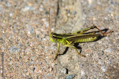 close up of a grasshopper © SofotoCool