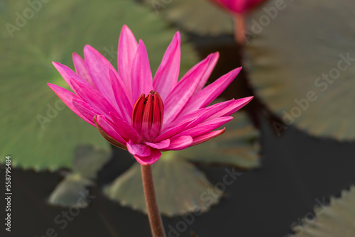 The lotus that emerges from the water. There are leaves on the surface of the water. The pink lotus flower blooms beautifully in the morning.
