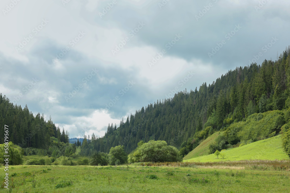 Picturesque view of green meadow surrounded by forest